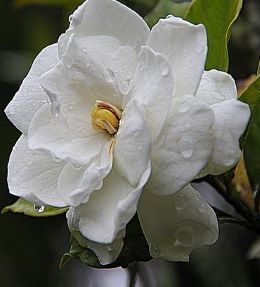 gardenia