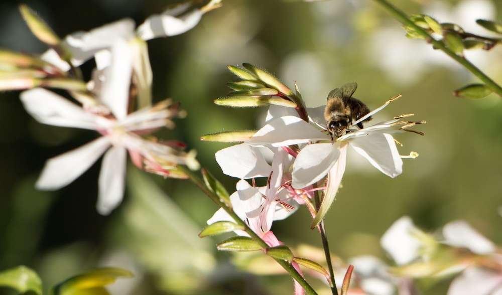 Gaura entretien et plantation