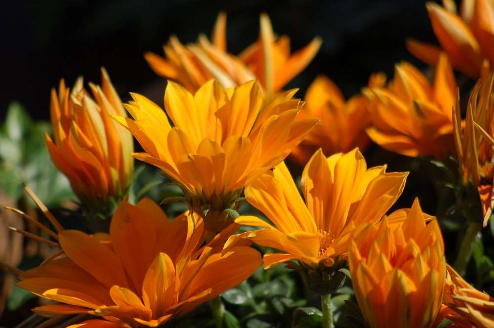plantation gazania