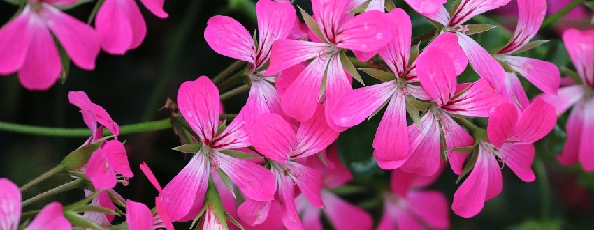 geranium rose
