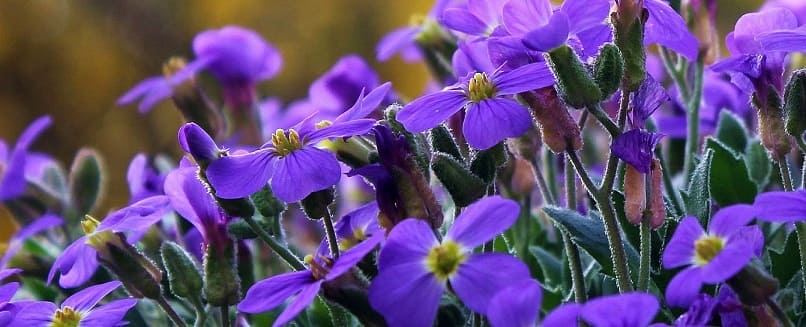 géranium fleurs