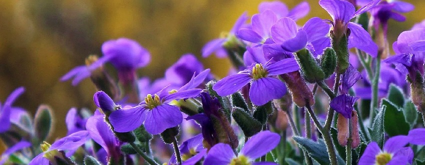 geranium plante
