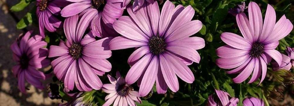 gerbera fleurs varietes