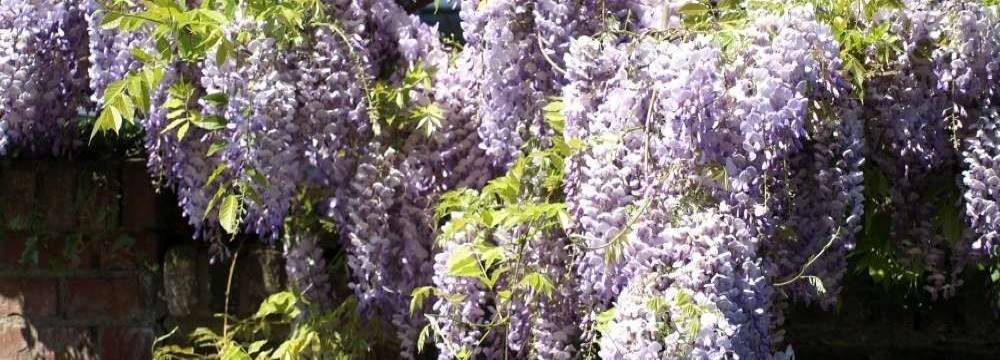 glycine