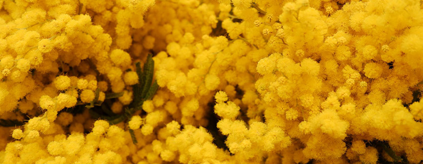 fleurs mimosa