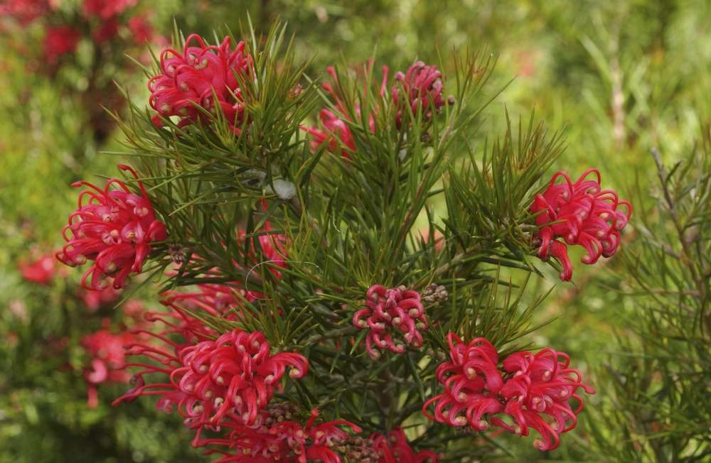 grevillea entretien