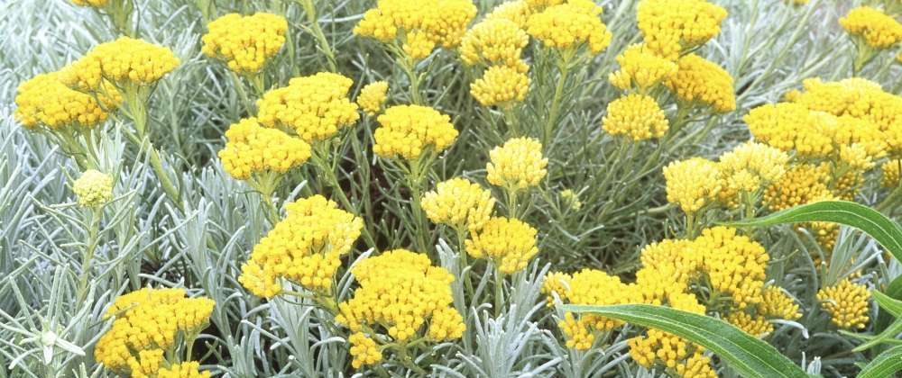 plantation helichrysum