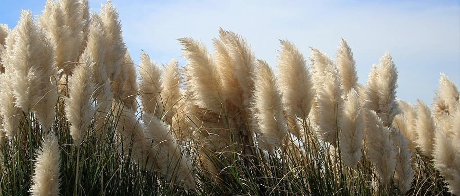 herbes pampa