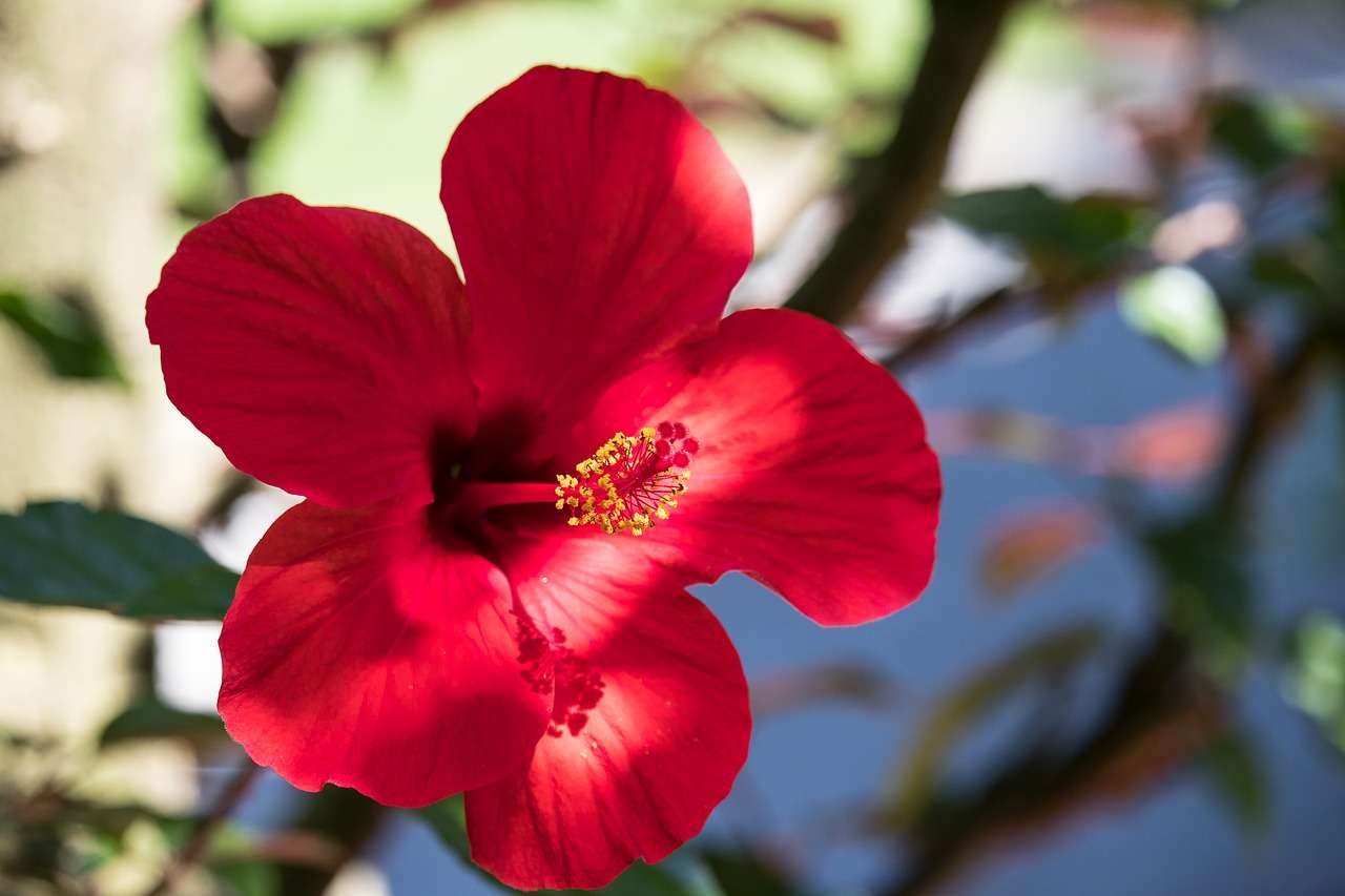 hibiscus exterieur