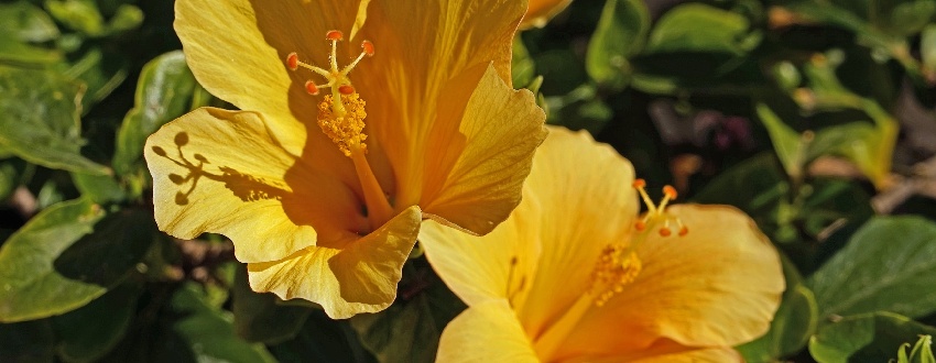 hibiscus jaune