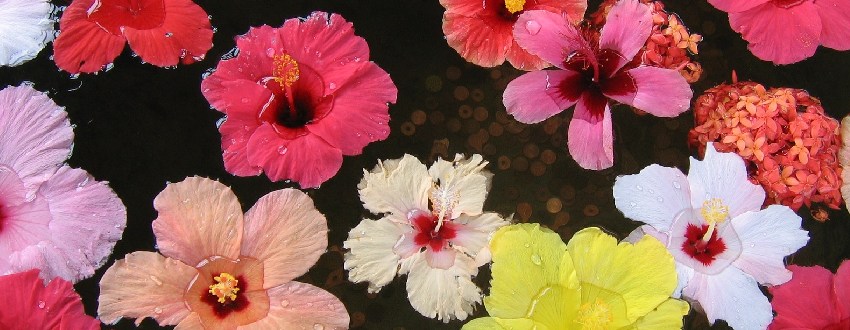 hibiscus 