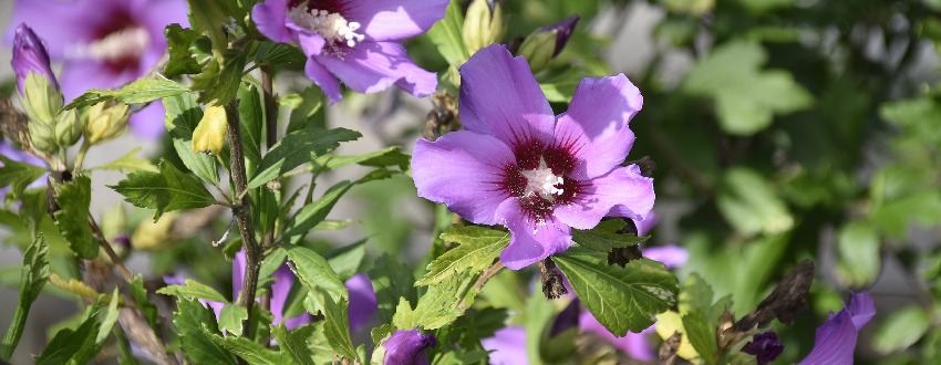 hibiscus
