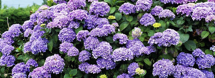 entretien hortensias