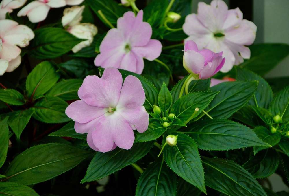 entretien impatiens