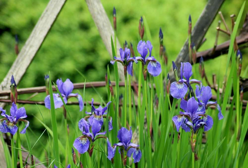 entretien iris