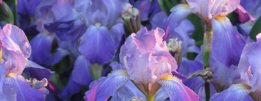 iris fleurs
