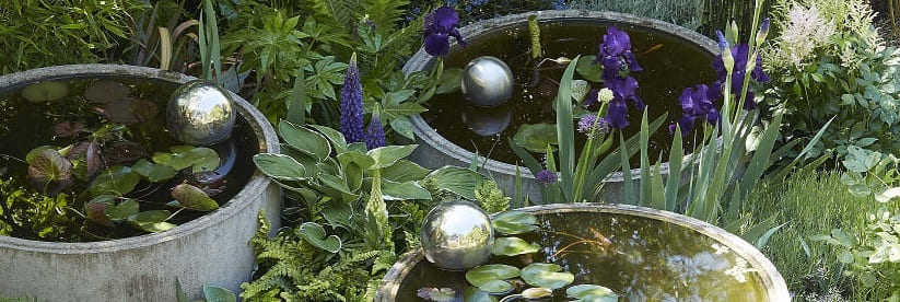 jardin aquatique