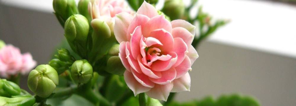 kalanchoe fleurs