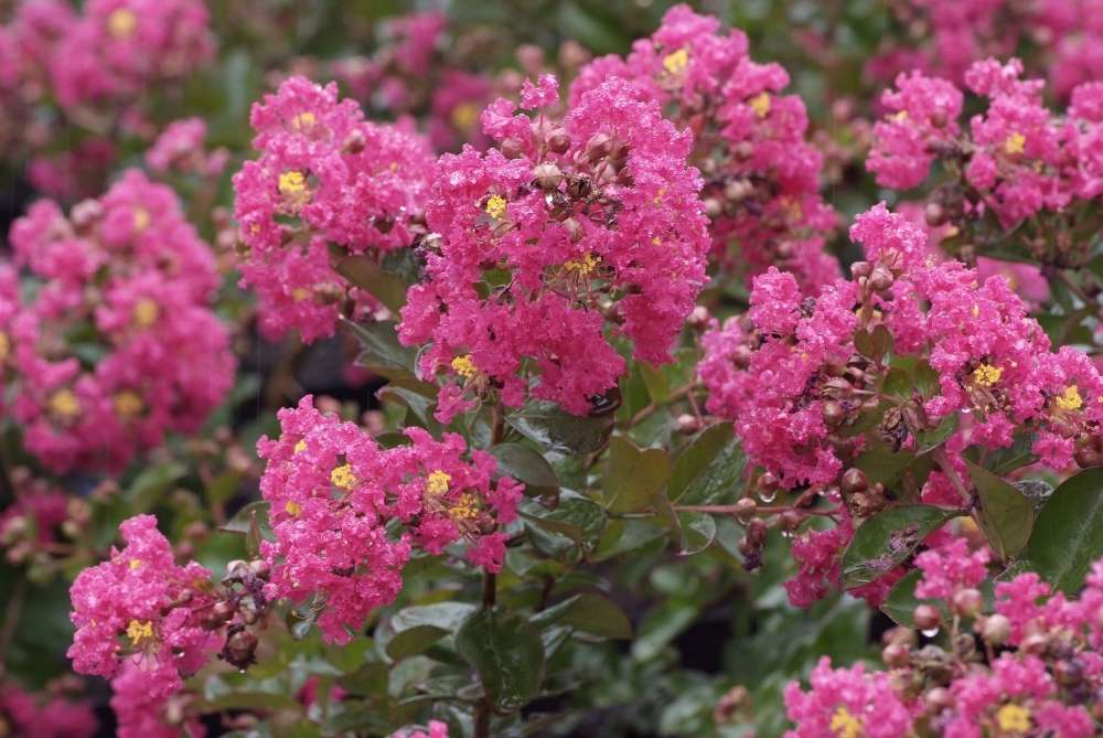 lilas des indes entretien