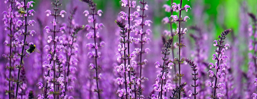 champ de lilas
