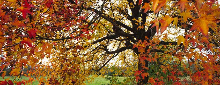 liquidambar automne