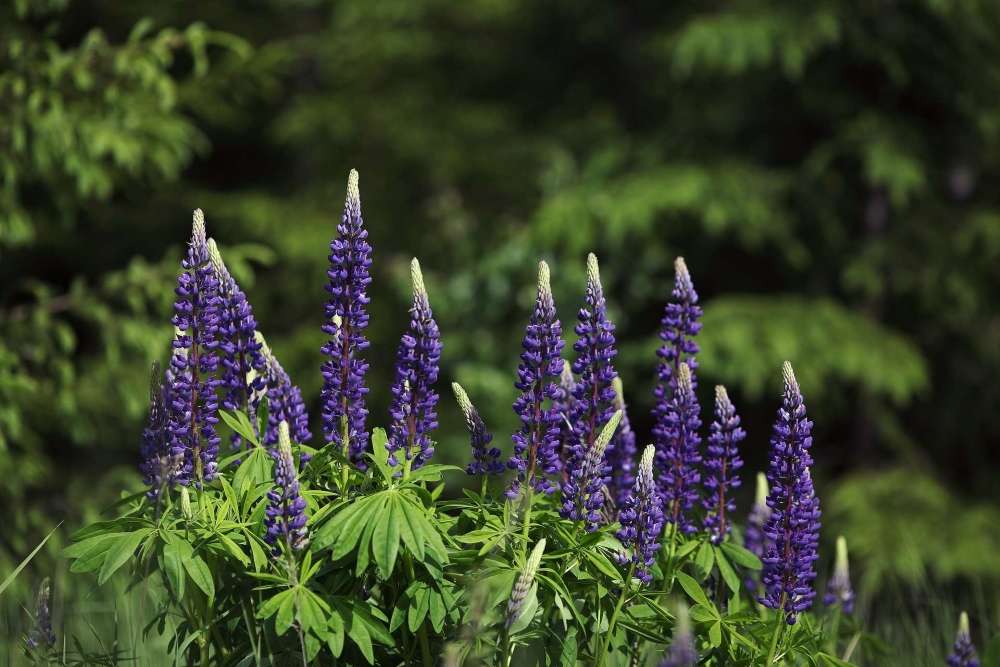 Lupins violets