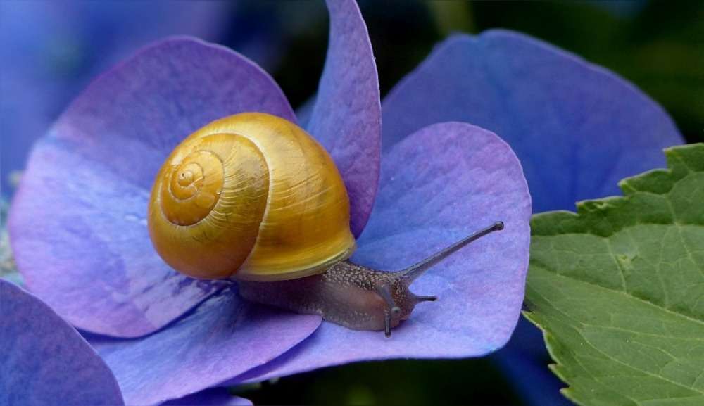 luttre contre les nuisibles escargots