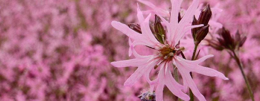 lychnis plante