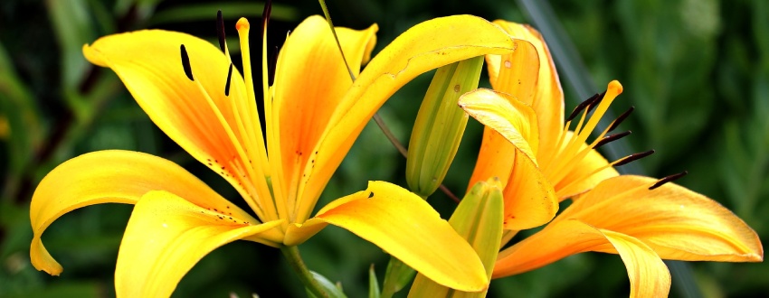 Le lys jaune
