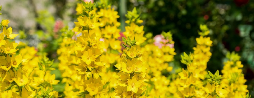 lysimachia plante