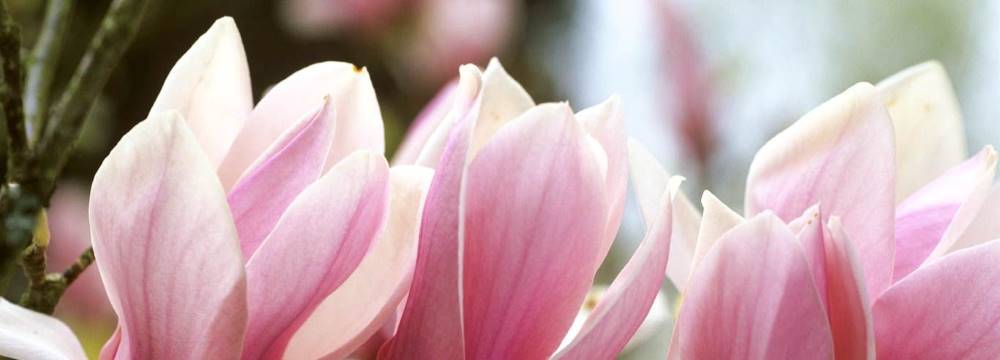magnolia