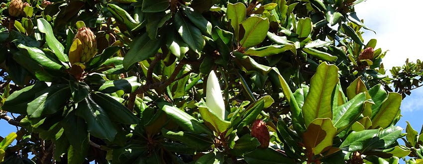 Feuilles Grandiflora 