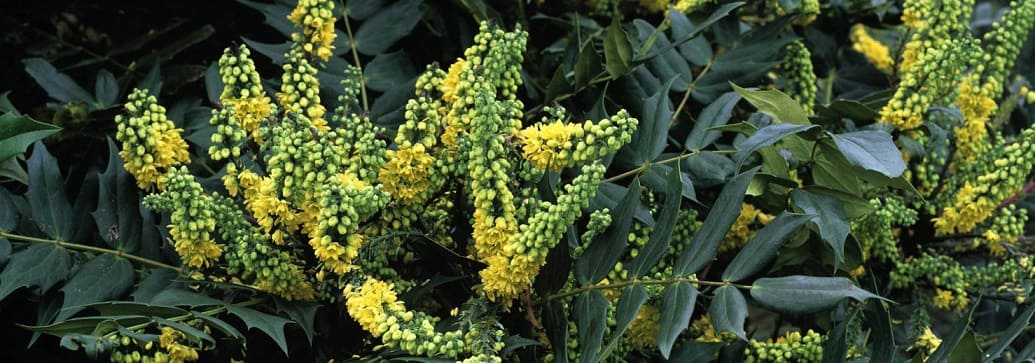 fleurs mahonia