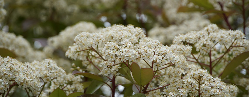 arbuste Photinia