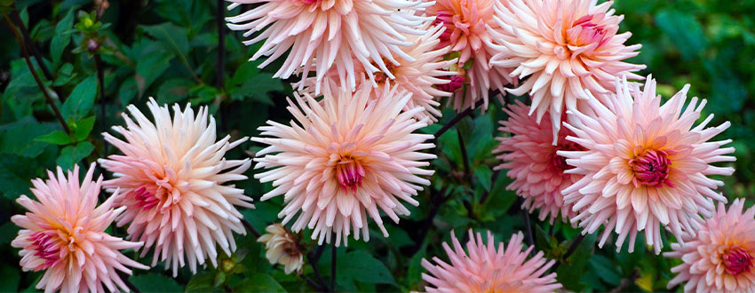 dahlia cactus
