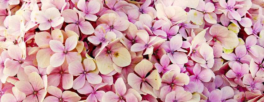 hortensia rose