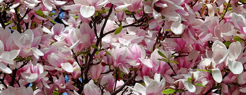 magnolia arbre