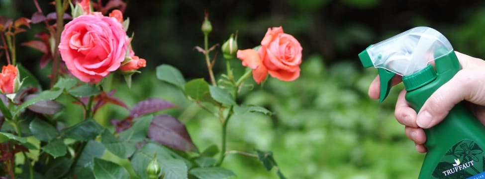 traitement rosiers