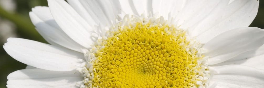 fleurs marguerite