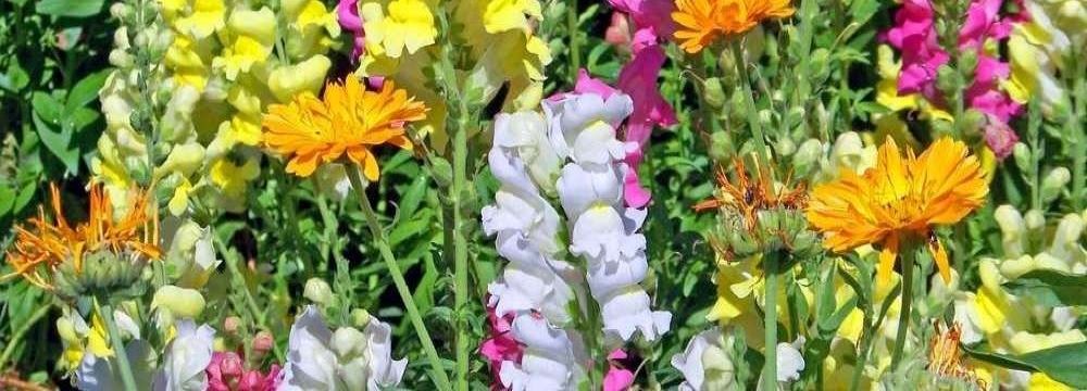 muflier plante