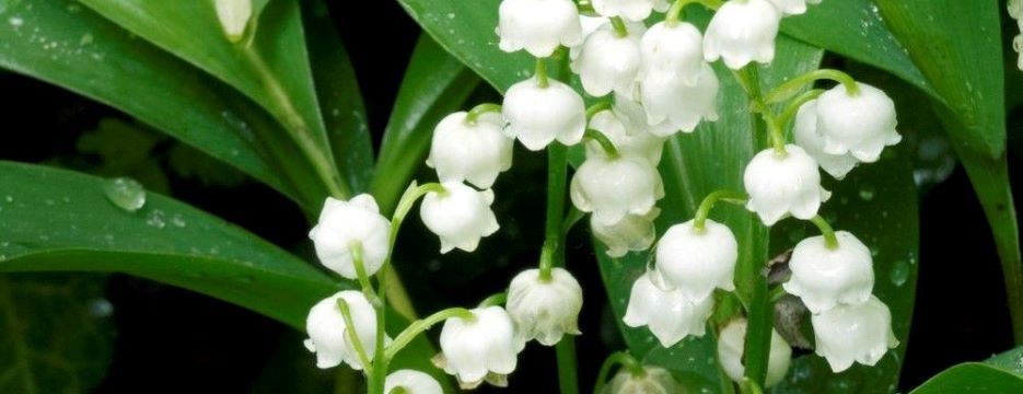 muguet fleur