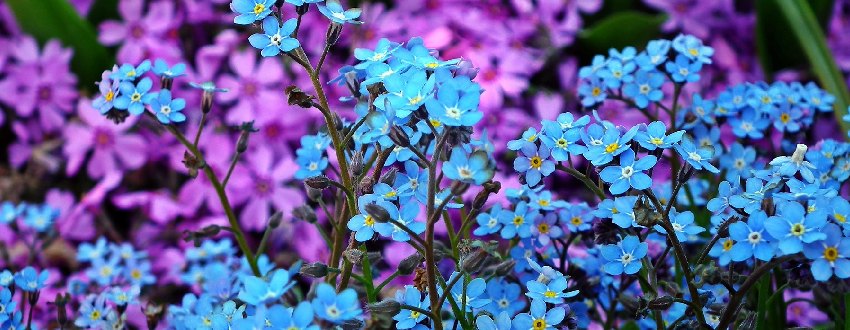 Myosotis bleu des Alpes