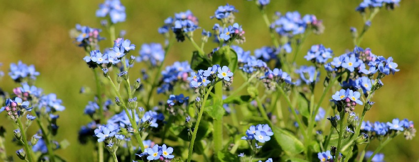 Conseils pour faire fleurir les myosotis
