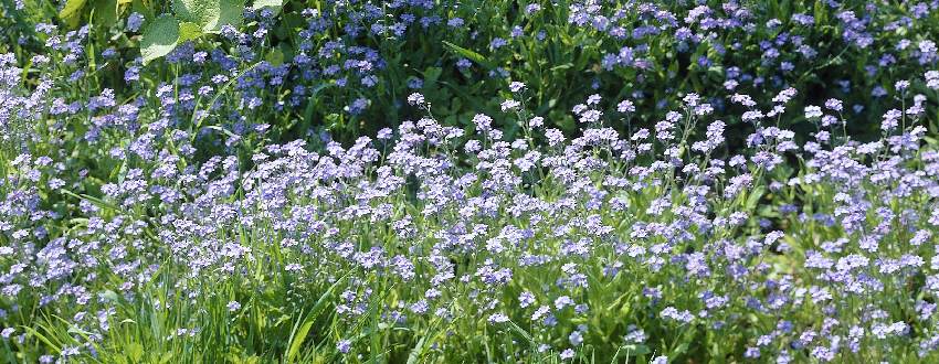Planter les graines des myosotis pour en obtenir de belles fleurs