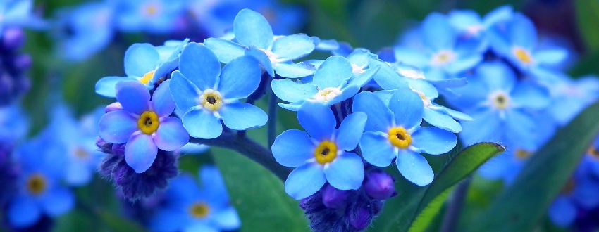 Quelles sont les significations du myosotis ? 