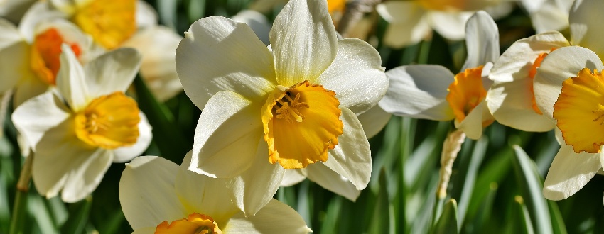 narcisse plante
