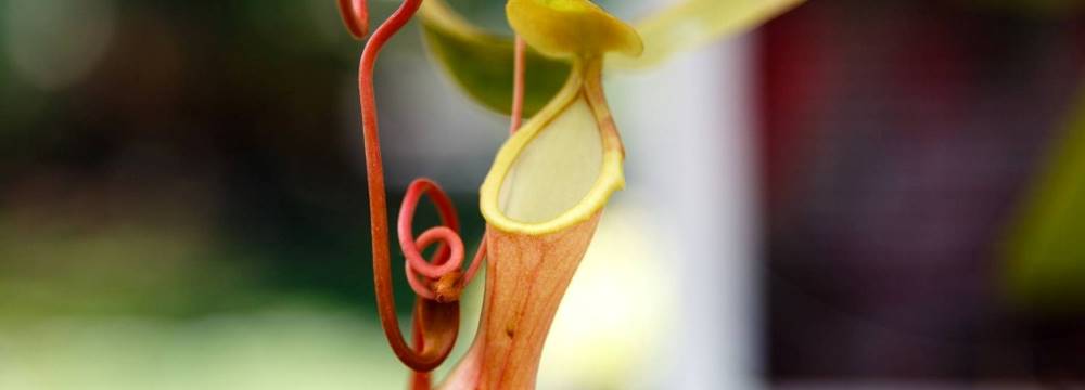 nepenthes