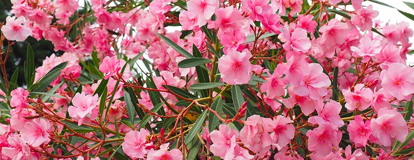 laurier rose 