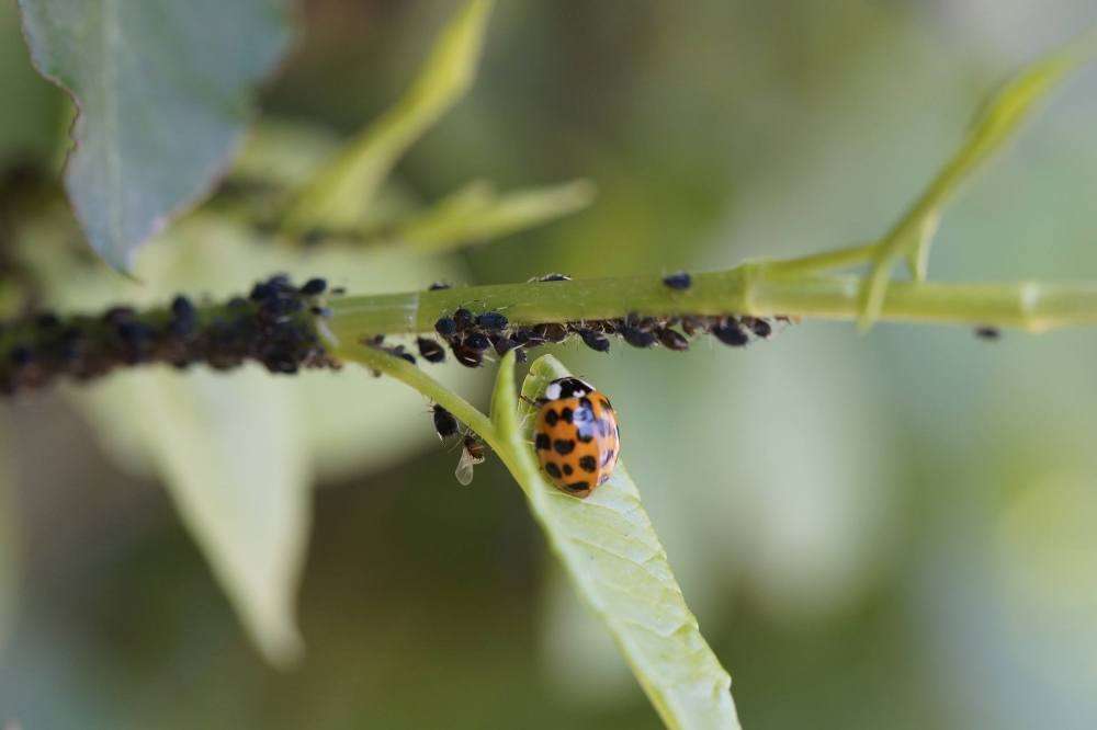 nuisibles au jardin