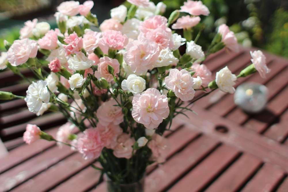 œillet dianthus